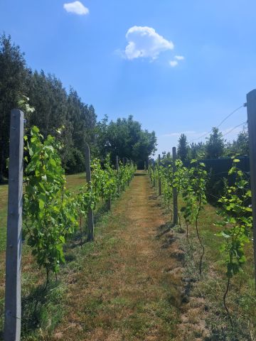 Działka rolno-budowlana Strojec, ul. Zacisze. Zdjęcie 6