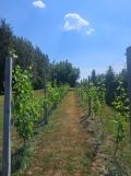 Działka rolno-budowlana Strojec, ul. Zacisze. Zdjęcie 4