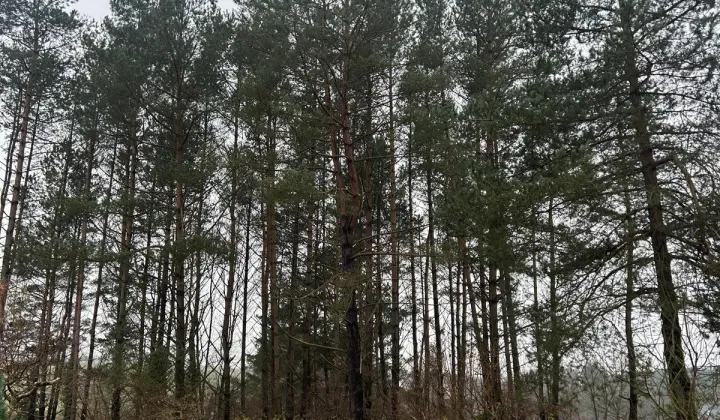 Działka rekreacyjna Nowe Czaple, ul. Sosnowa