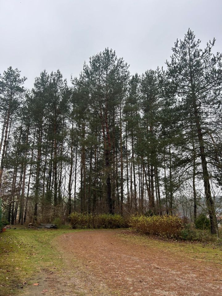 Działka rekreacyjna Nowe Czaple, ul. Sosnowa. Zdjęcie 1