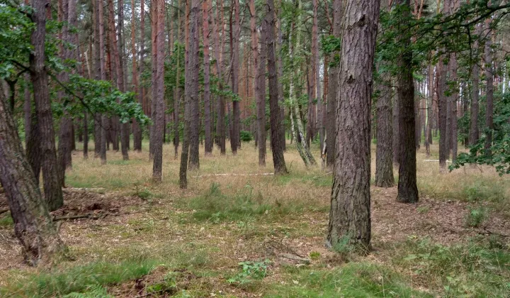 Działka leśna Boruja Kościelna