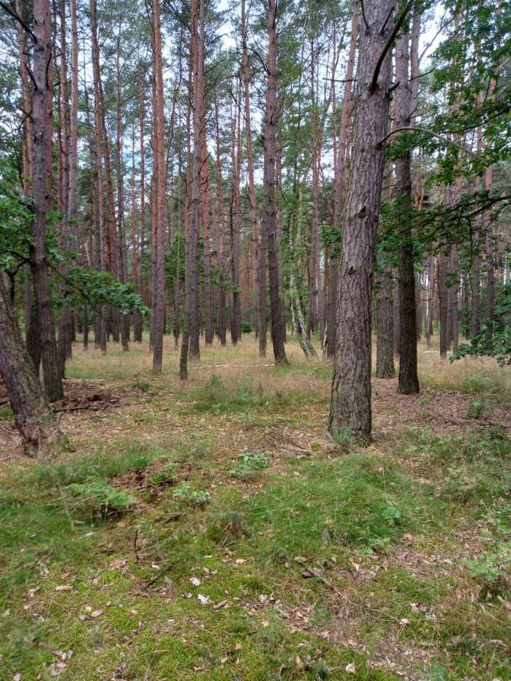 Działka leśna Boruja Kościelna