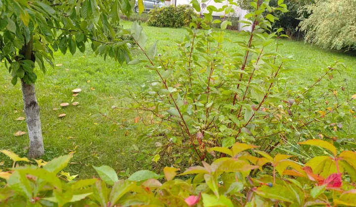 Działka budowlana Gliwice Bojków