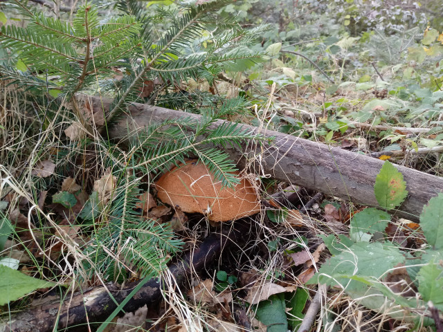 Działka siedliskowa Górzanka. Zdjęcie 8