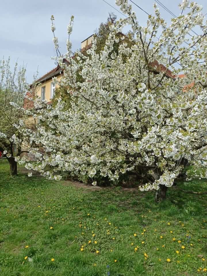 Mieszkanie 4-pokojowe Witkowo. Zdjęcie 7