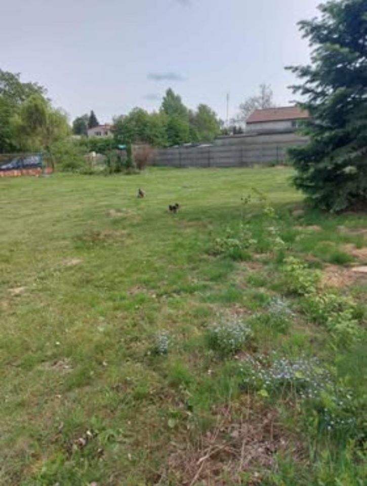 Działka budowlana Zgierz Proboszczewice, ul. Ogrodnicza. Zdjęcie 6