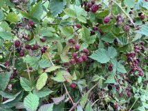 Działka rod Olecko. Zdjęcie 3