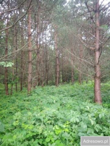 Działka rekreacyjna Kuźmina. Zdjęcie 1