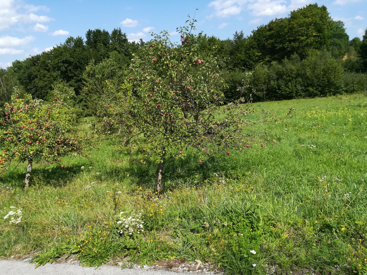 Działka inna Skawinki, ul. Leszczynowa. Zdjęcie 8