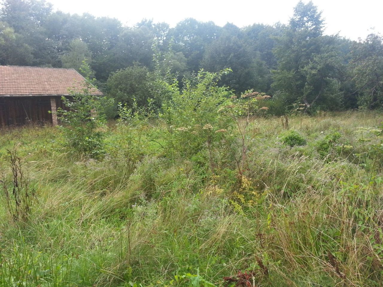 Działka rolno-budowlana Wapienne. Zdjęcie 6