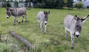 Działka budowlana Dymaczewo Stare