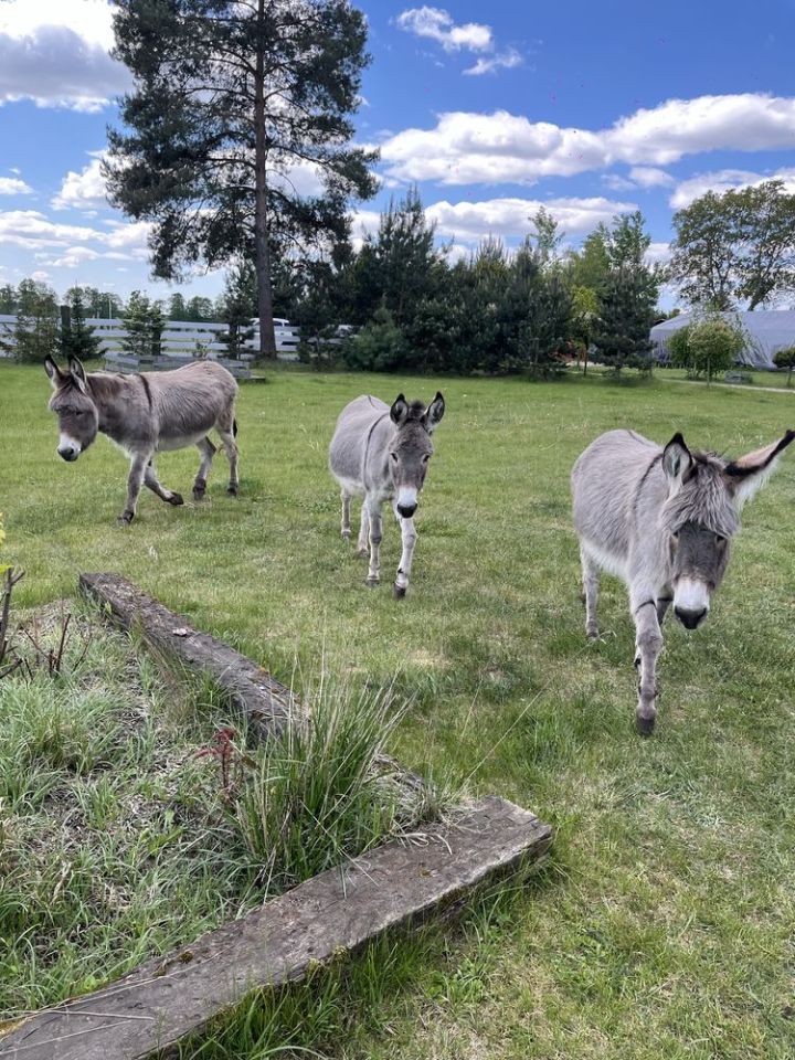 Działka budowlana Dymaczewo Stare. Zdjęcie 2