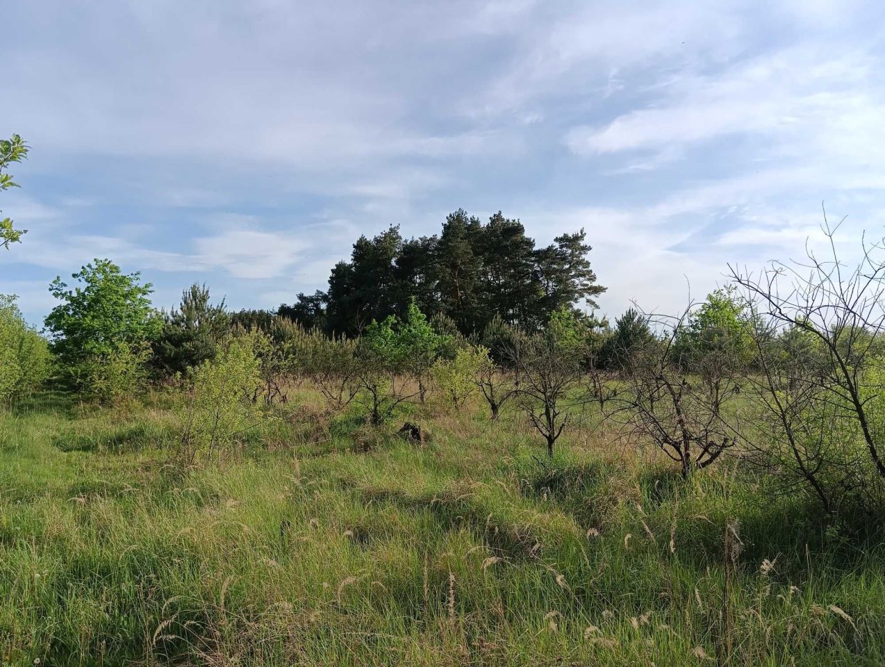 Działka rolna Wola Krobowska. Zdjęcie 8