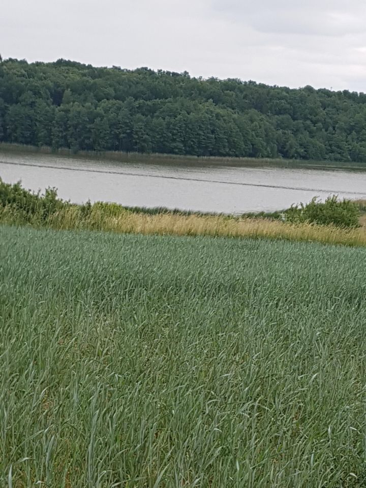 Działka rekreacyjna Chomiąża Księża. Zdjęcie 2