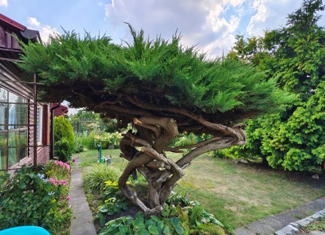 Działka rekreacyjna Kajetany. Zdjęcie 1