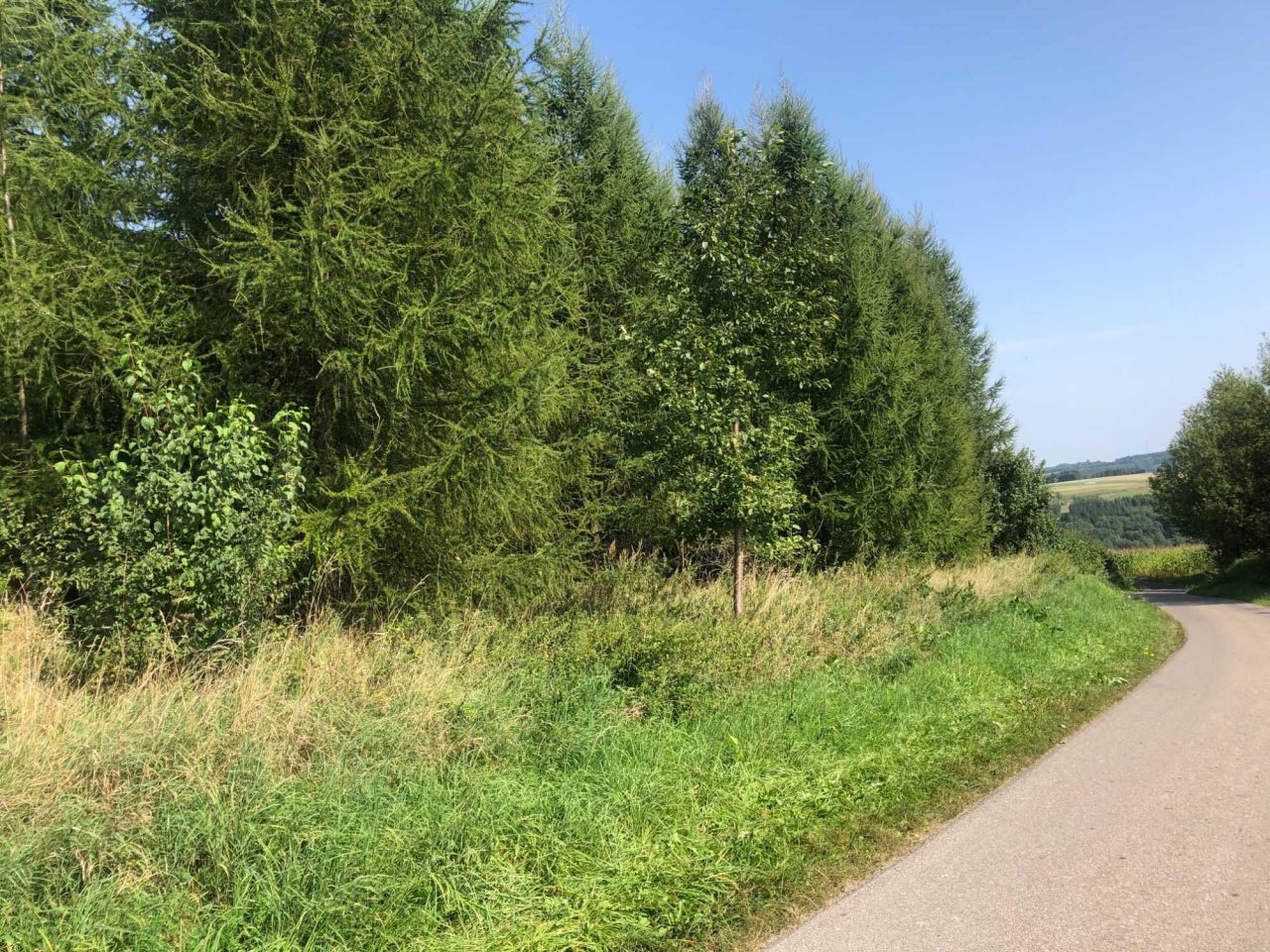 Działka leśna Jawornik Polski. Zdjęcie 3