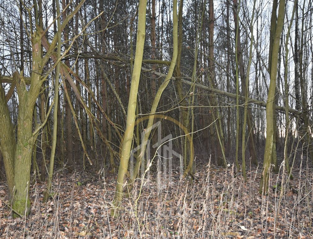 Działka leśna Jawidz. Zdjęcie 4