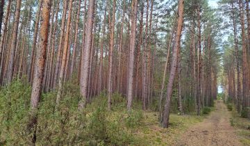 Działka leśna Lipniak-Majorat