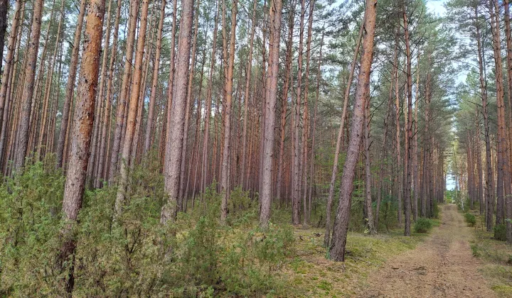 Działka leśna Lipniak-Majorat