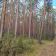 Działka leśna Lipniak-Majorat. Zdjęcie 1