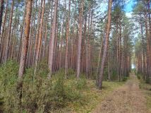 Działka leśna Lipniak-Majorat