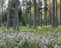 Działka leśna Rapy Dylańskie. Zdjęcie 3