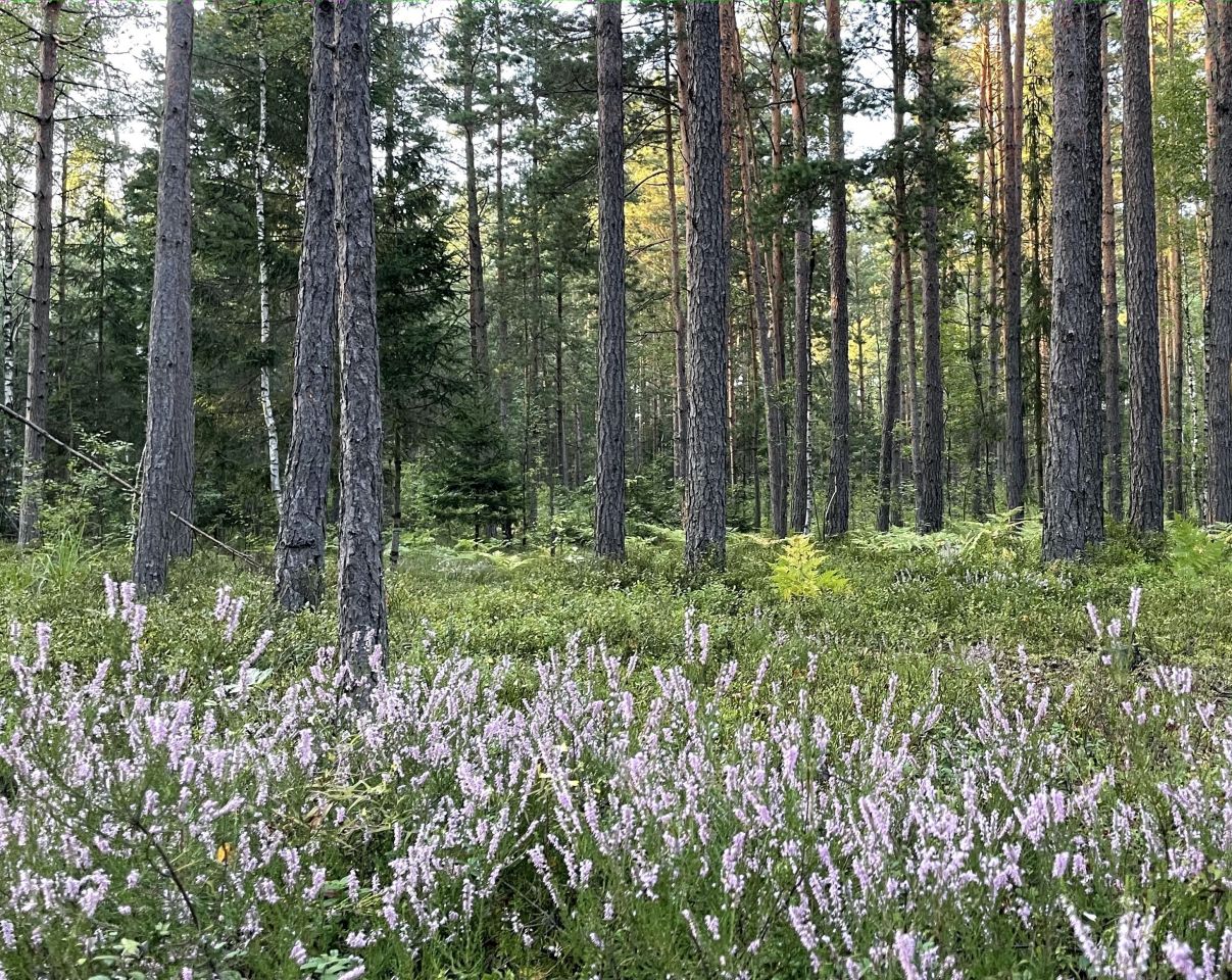 Działka leśna Rapy Dylańskie. Zdjęcie 4