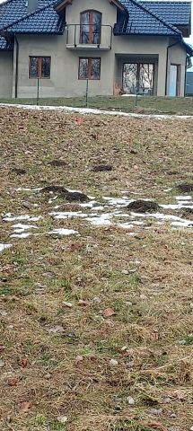 Działka rolno-budowlana Chorągwica. Zdjęcie 1