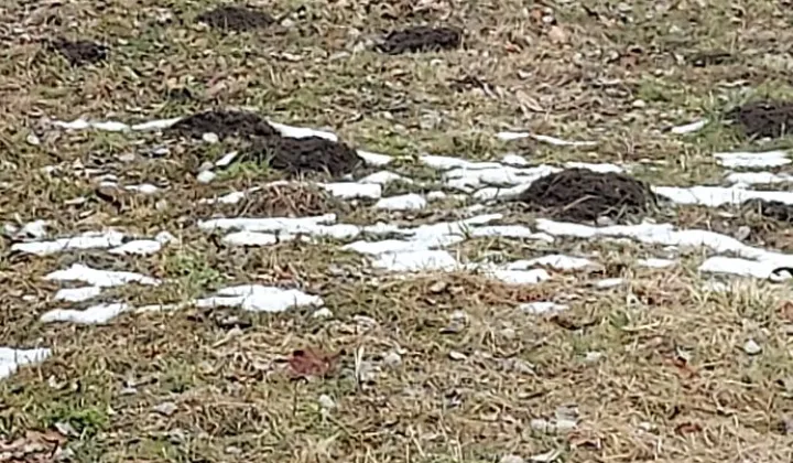 Działka rolno-budowlana Chorągwica