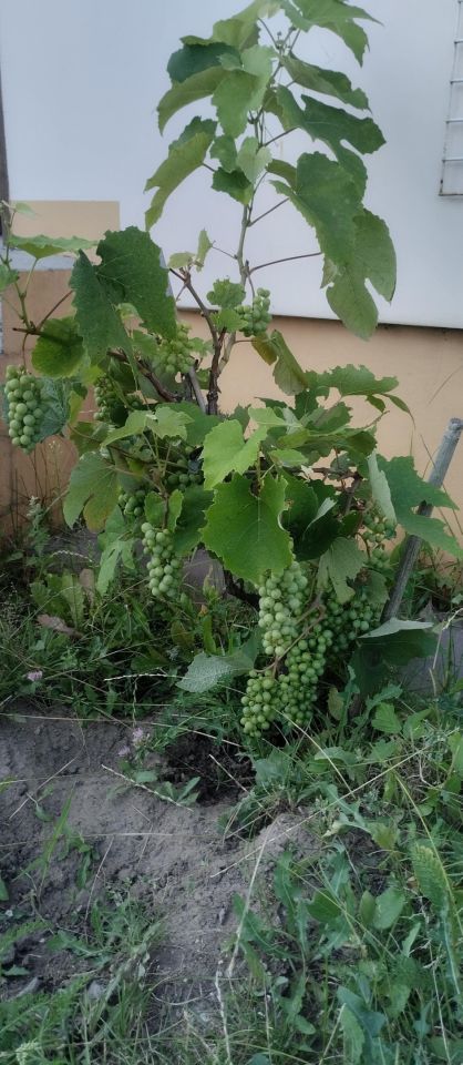 dom wolnostojący, 5 pokoi Toruń Grębocin nad Strugą, ul. Dojazd. Zdjęcie 10