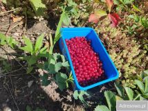 Działka rod Wrocław Krzyki, ul. Spiska. Zdjęcie 2