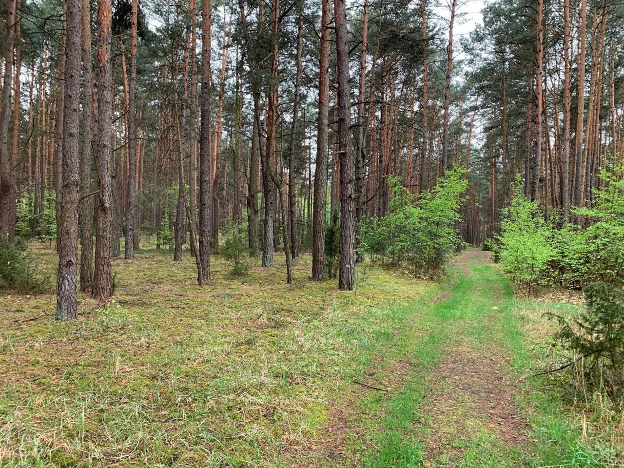 Działka leśna Gulczewo. Zdjęcie 4