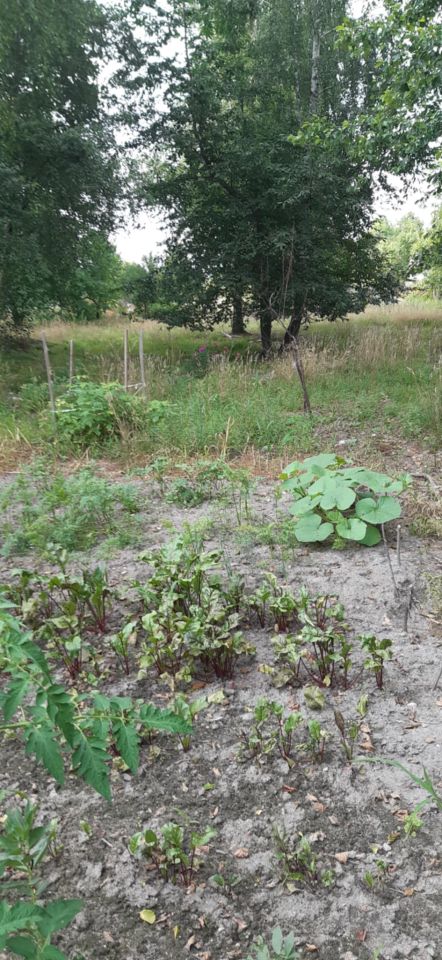 Działka rolna Panaszew. Zdjęcie 4