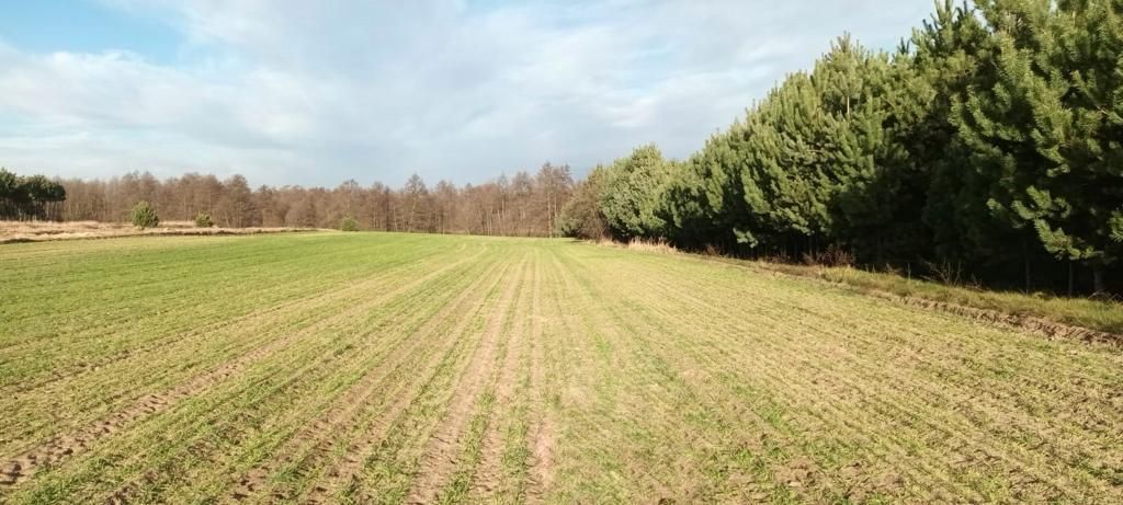 Działka budowlana Dębianki. Zdjęcie 3