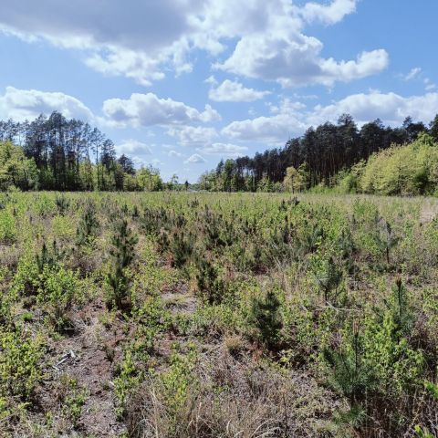 Działka leśna Radgoszcz. Zdjęcie 1