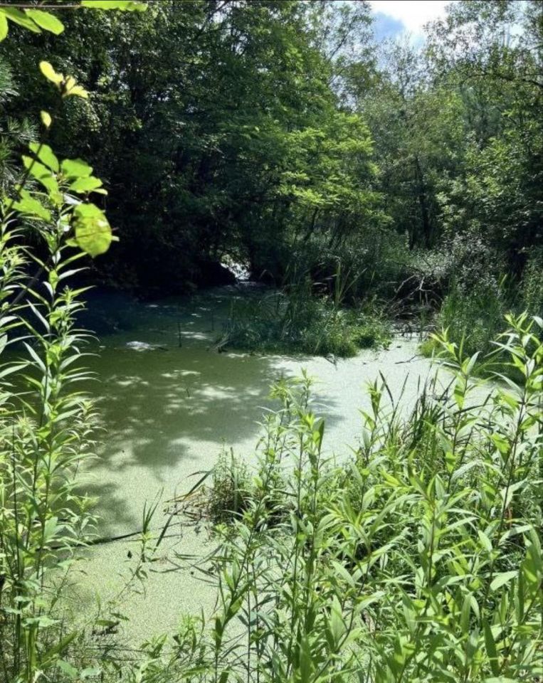 Działka rolna Janopol. Zdjęcie 6