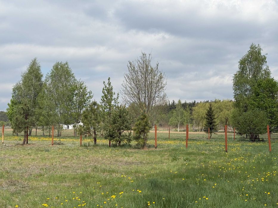 Działka budowlana Górsk. Zdjęcie 5