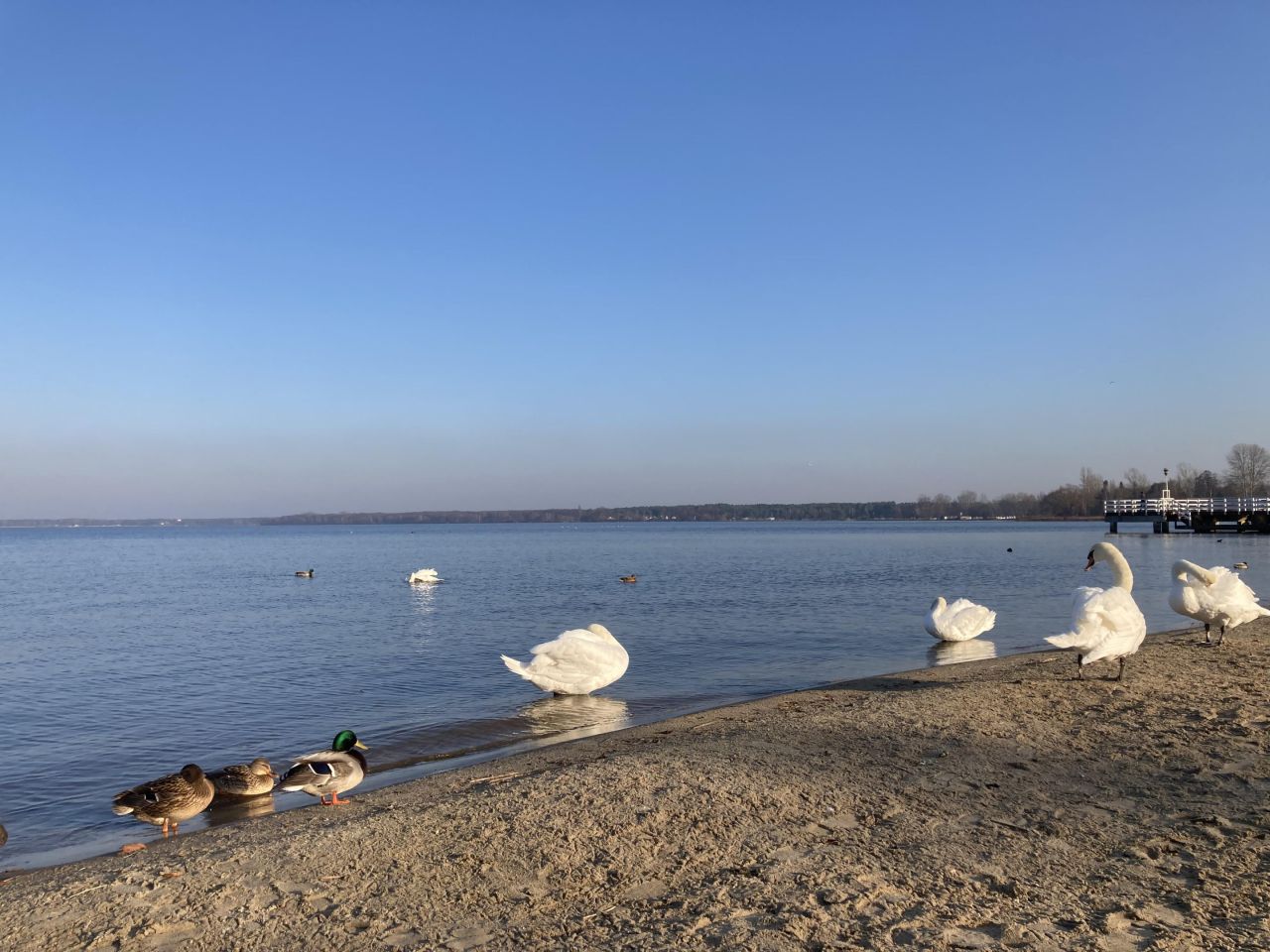 Działka budowlana Michałów-Grabina, ul. Wierzbowa. Zdjęcie 15