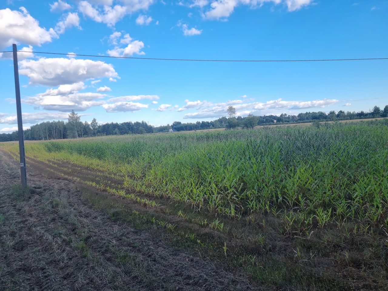 Działka budowlana Trypucie. Zdjęcie 7