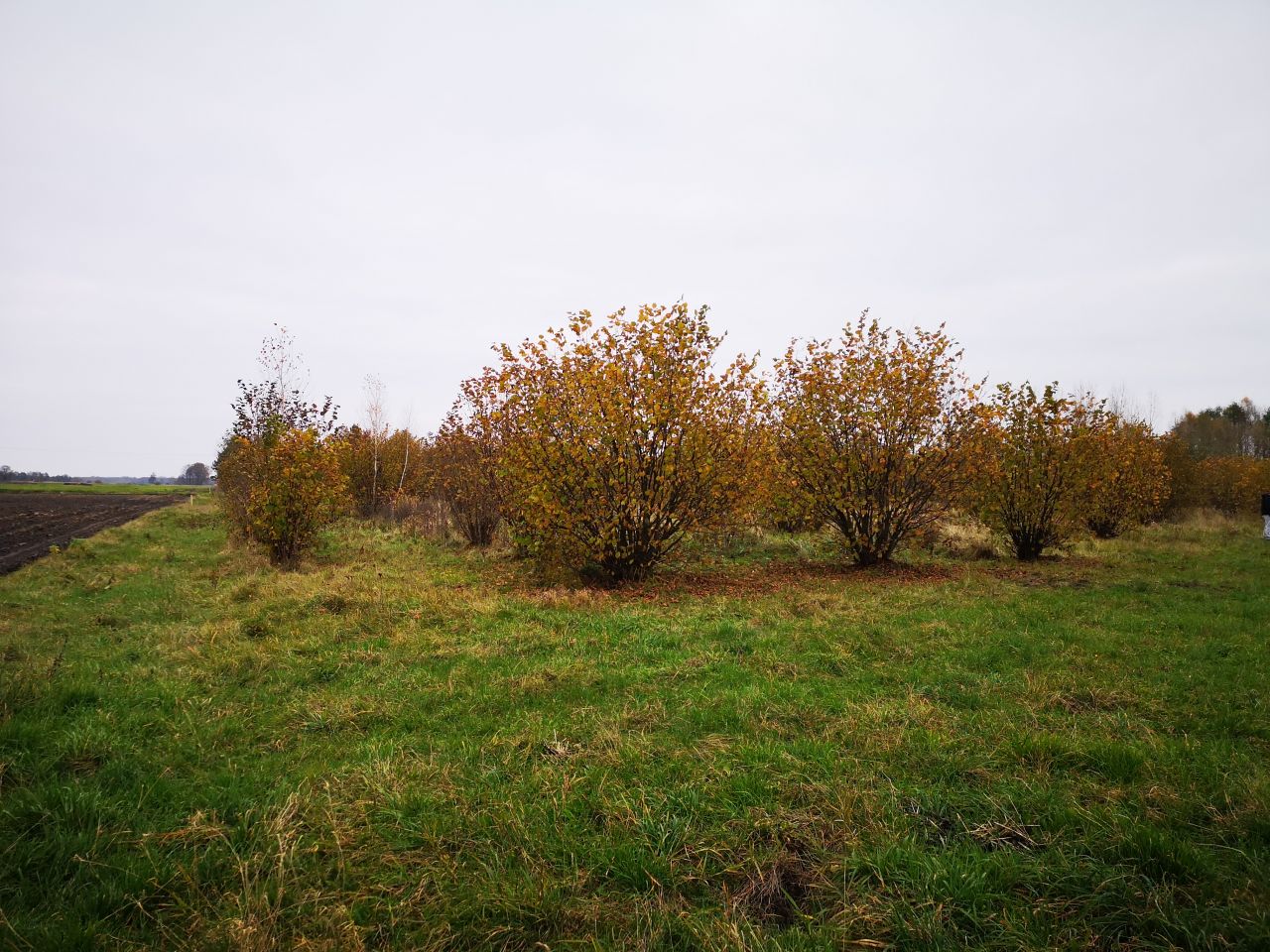 Działka budowlana Dębowiec. Zdjęcie 5