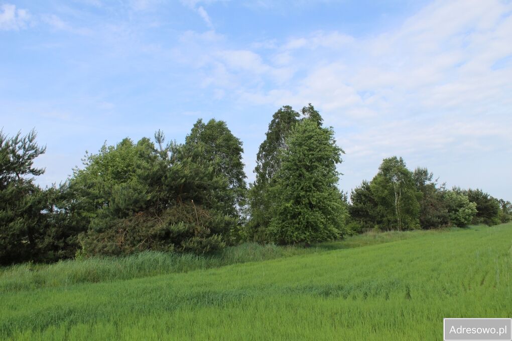 Działka rolna Jankowice. Zdjęcie 5