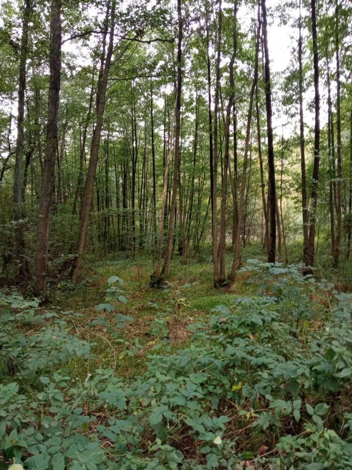 Działka budowlana Zielona Góra, ul. Mrągowska. Zdjęcie 2