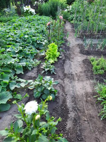 Działka rod Koronowo. Zdjęcie 1