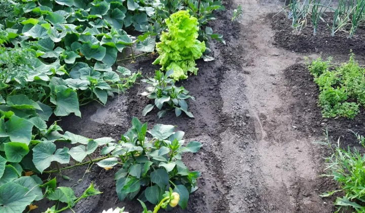 Działka rod Koronowo