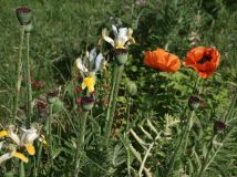 Działka rod Częstochowa Północ. Zdjęcie 2