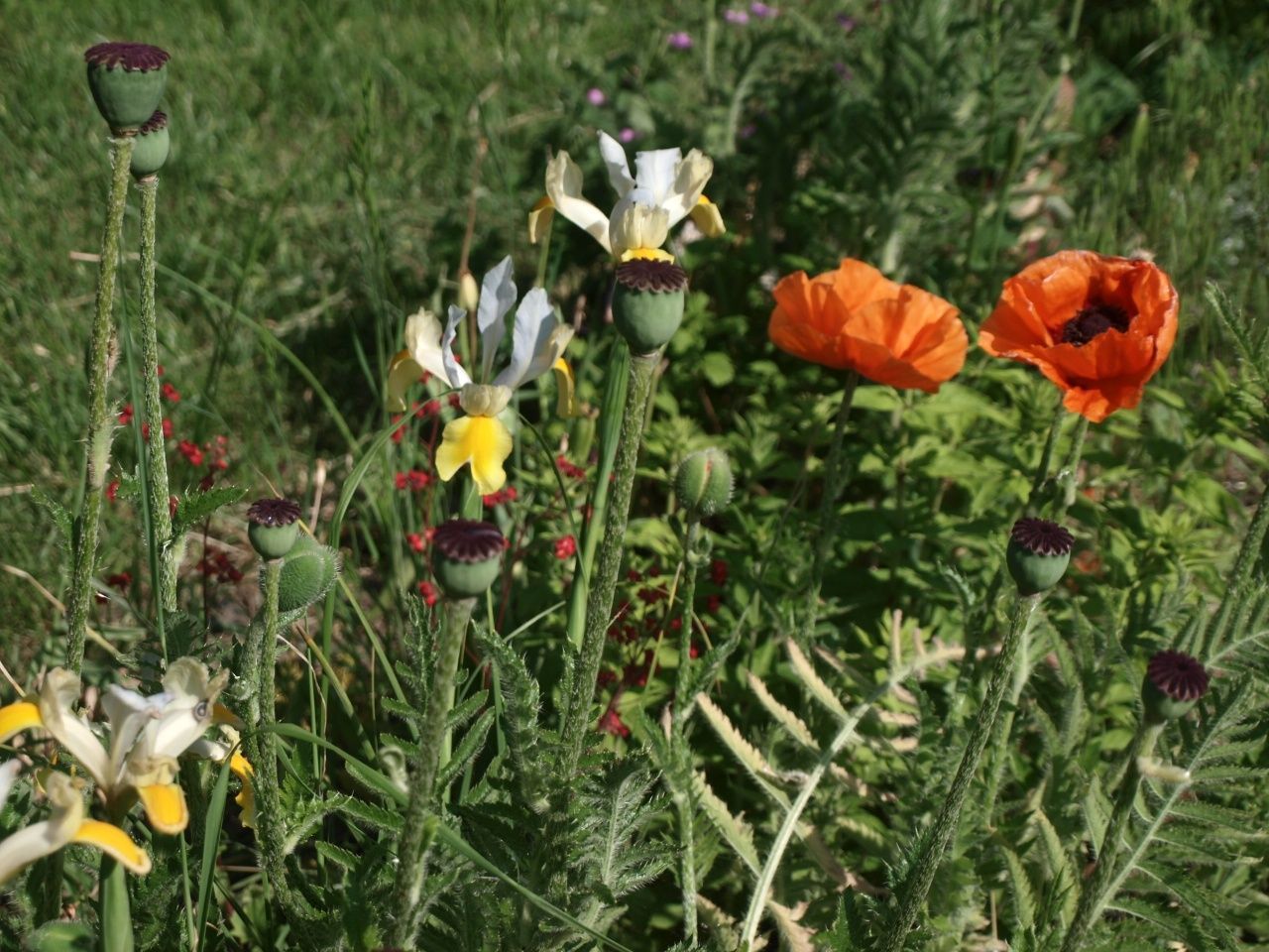 Działka rod Częstochowa Północ. Zdjęcie 3