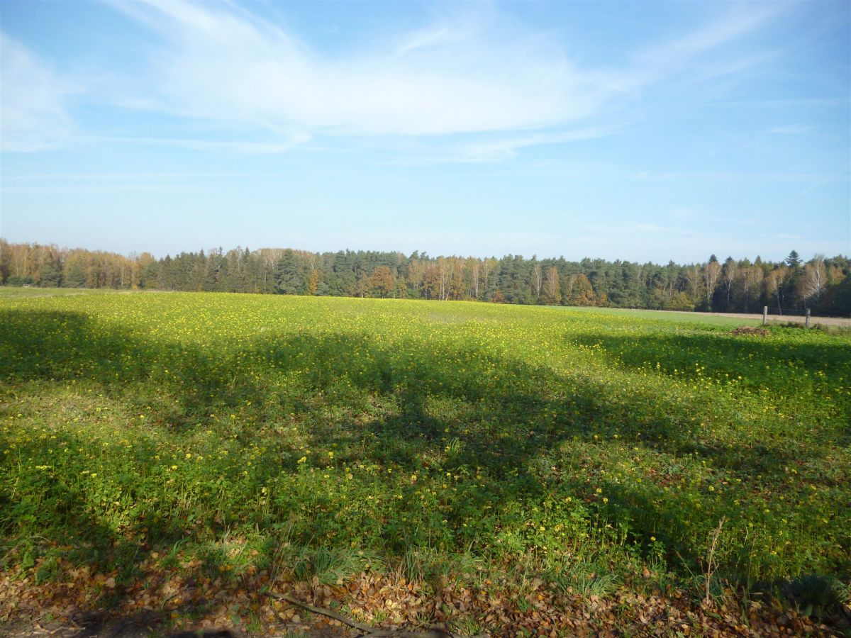 Działka rolno-budowlana Ludowinka. Zdjęcie 2