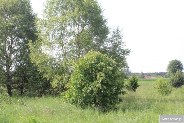 Działka rolna Jankowice. Zdjęcie 1