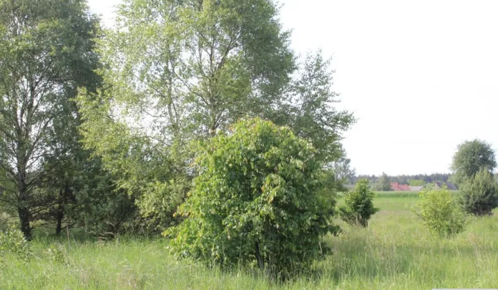 Działka rolna Jankowice