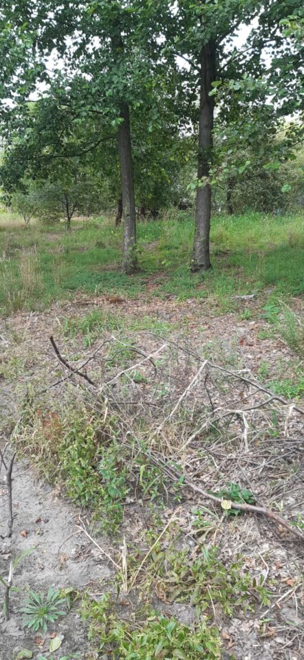 Działka rolna Panaszew. Zdjęcie 3